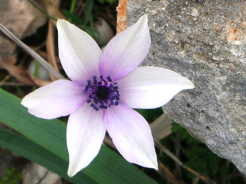 Tao's Center, Paros, Greece, white purple flower