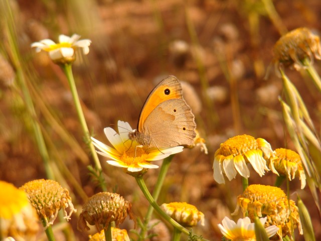 Tao's Center, Paros, Greece, Island butterflies